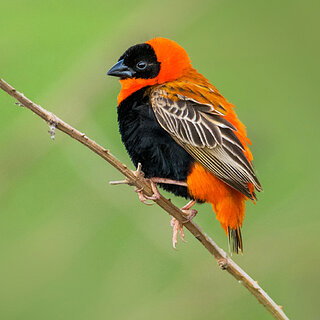 Lake Awassa - Northern red bishop